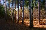 Forest Scene_10079